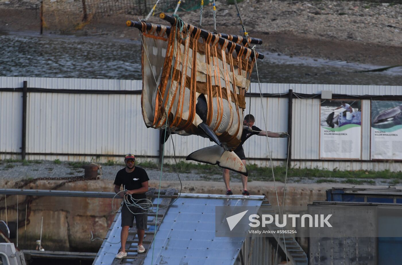 Russia Whale Jail