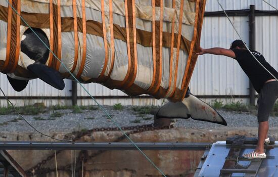 Russia Whale Jail