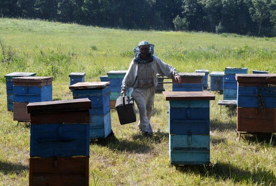 Russia Apiary