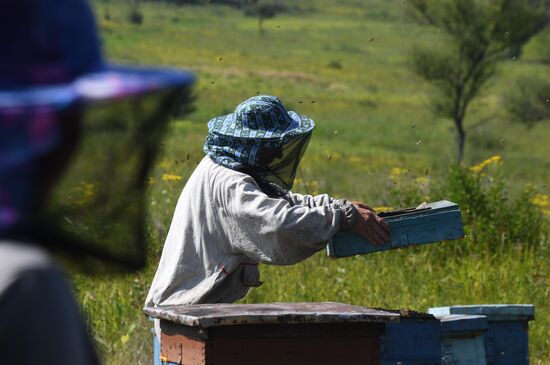 Russia Apiary