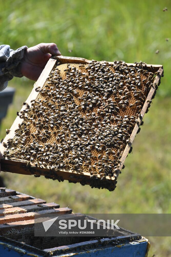 Russia Apiary