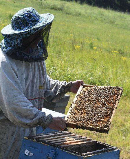 Russia Apiary