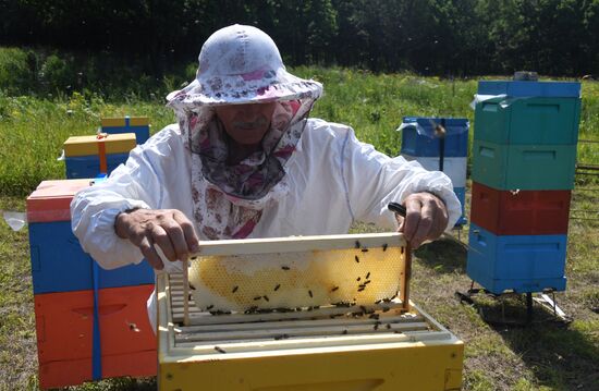 Russia Apiary