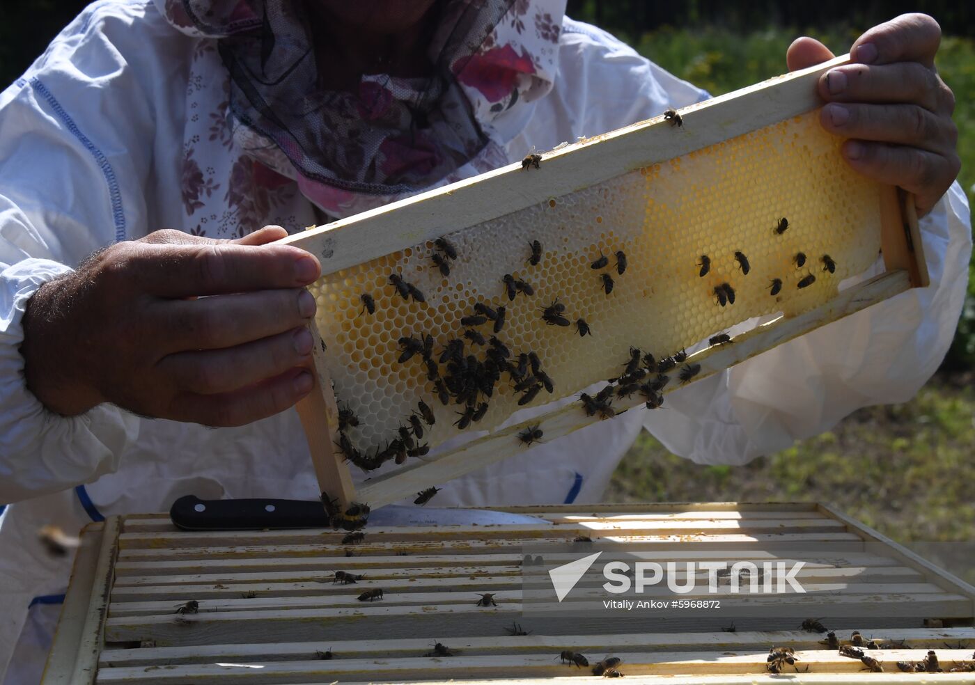 Russia Apiary