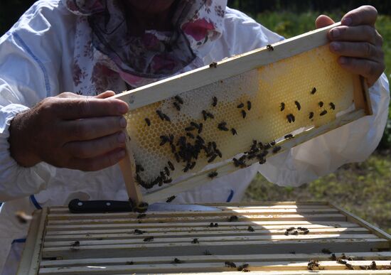 Russia Apiary