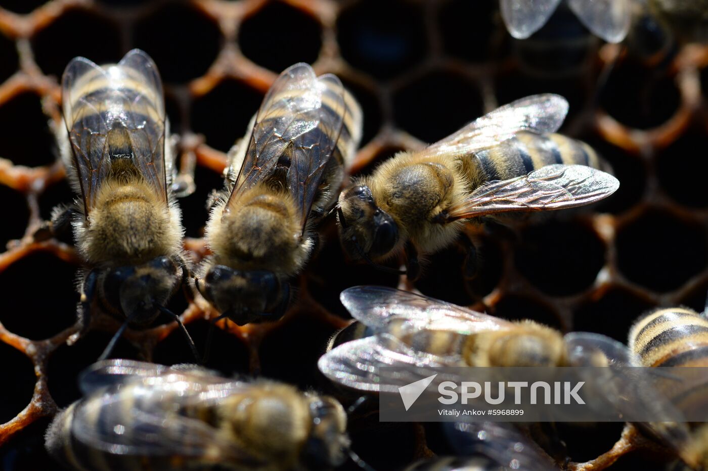 Russia Apiary