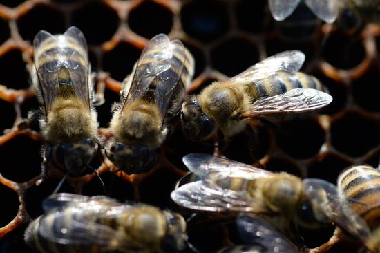 Russia Apiary