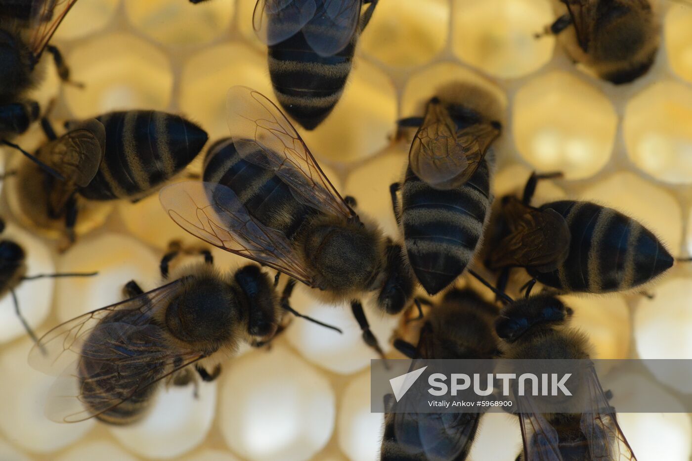 Russia Apiary