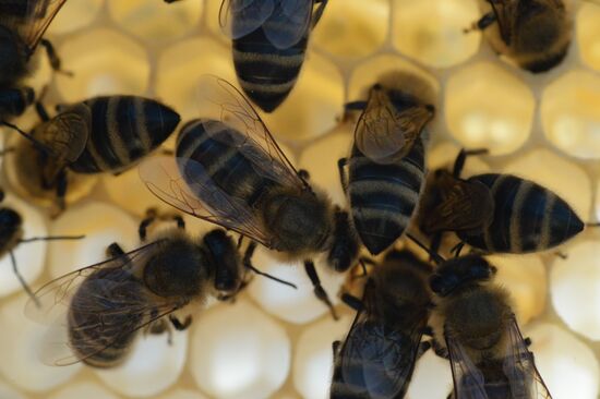 Russia Apiary