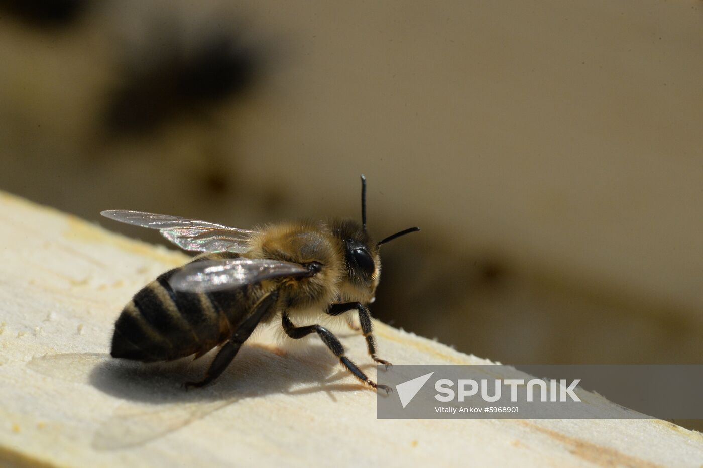 Russia Apiary