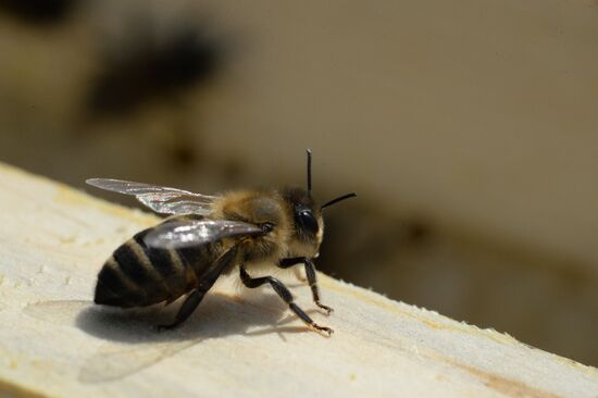 Russia Apiary