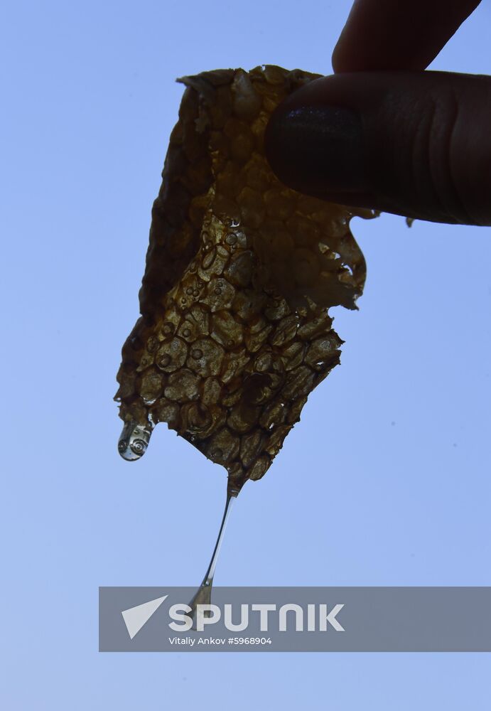 Russia Apiary