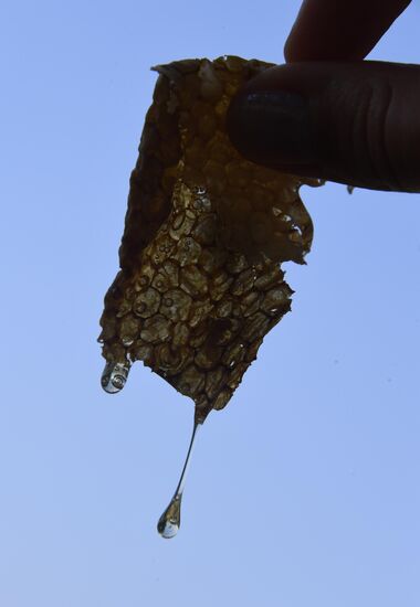 Russia Apiary
