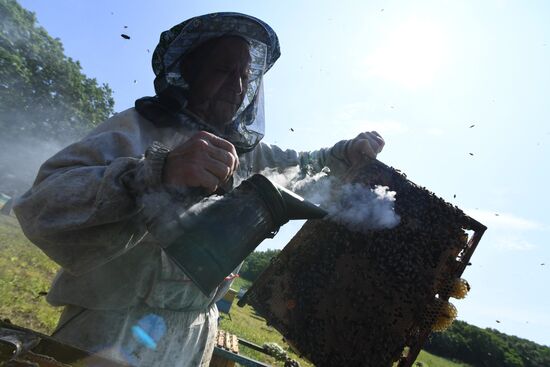 Russia Apiary