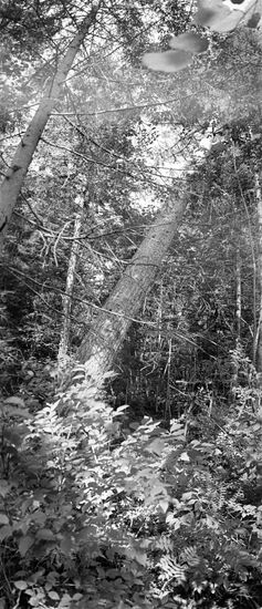 Far Eastern taiga