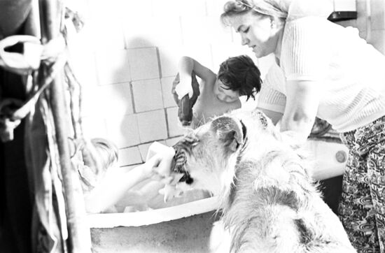 Pet lion of Berberov family