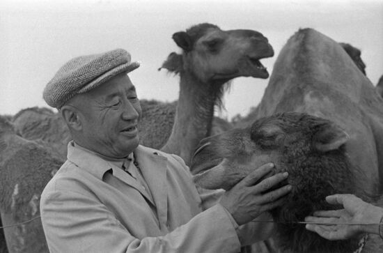 Sakar-Chaga camel-breeding state farm