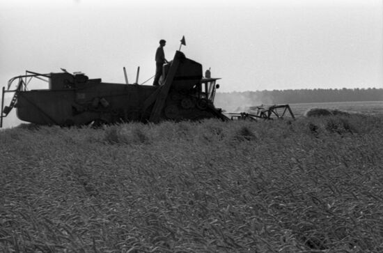 Crops harvest in Kuban