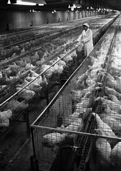 Tomilino poultry plant