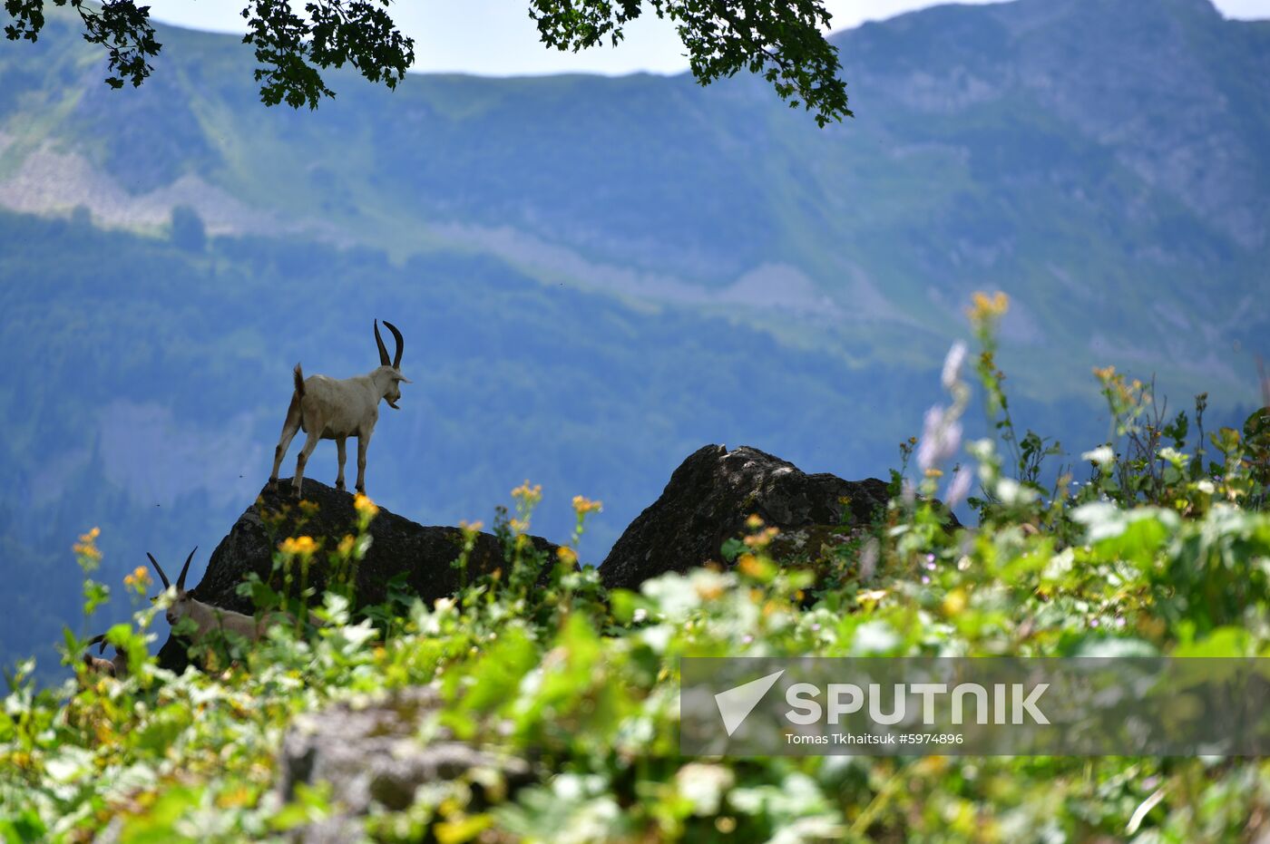 Abkhazia Ritsa Nature Park