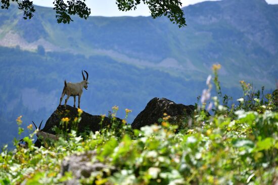 Abkhazia Ritsa Nature Park