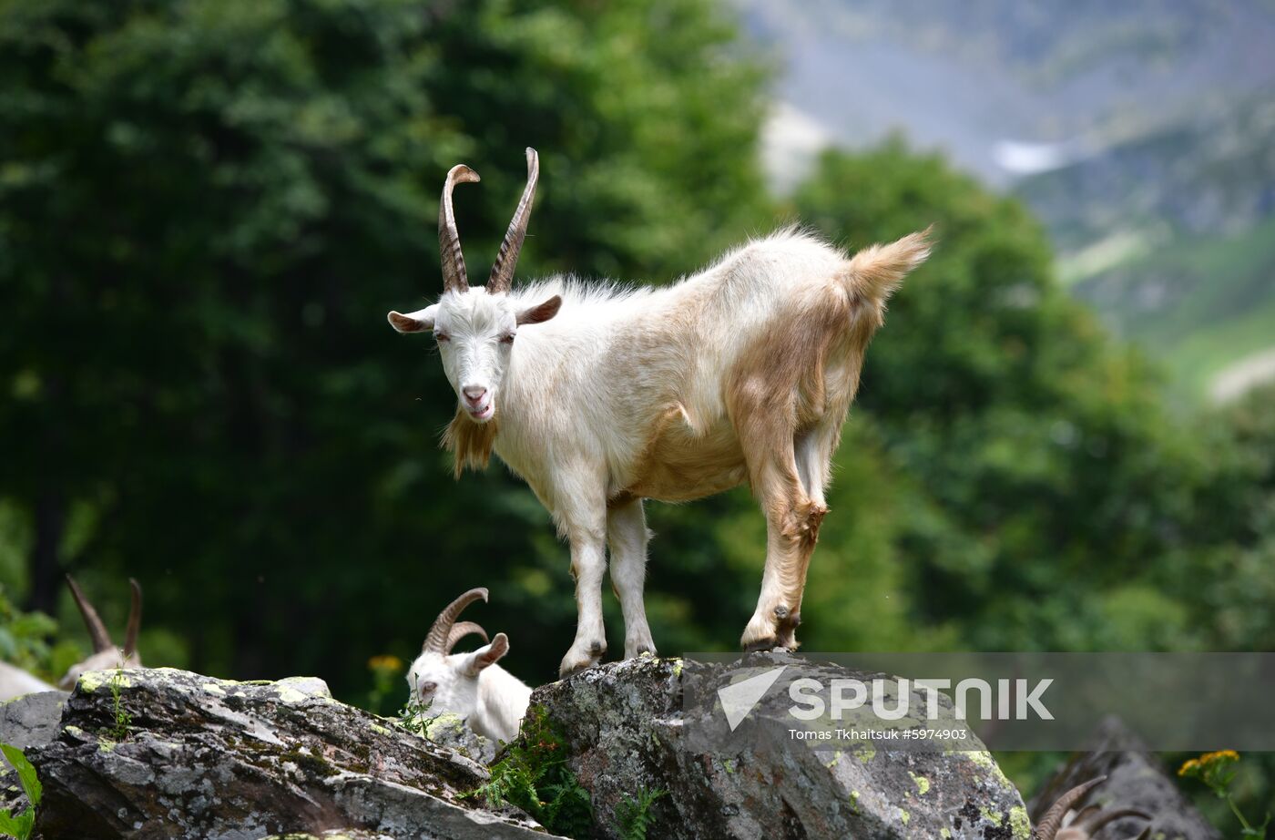 Abkhazia Ritsa Nature Park