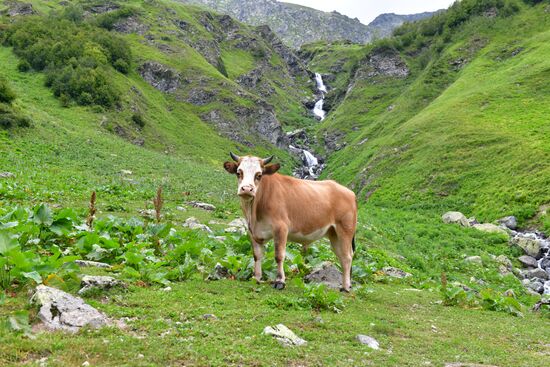 Abkhazia Ritsa Nature Park