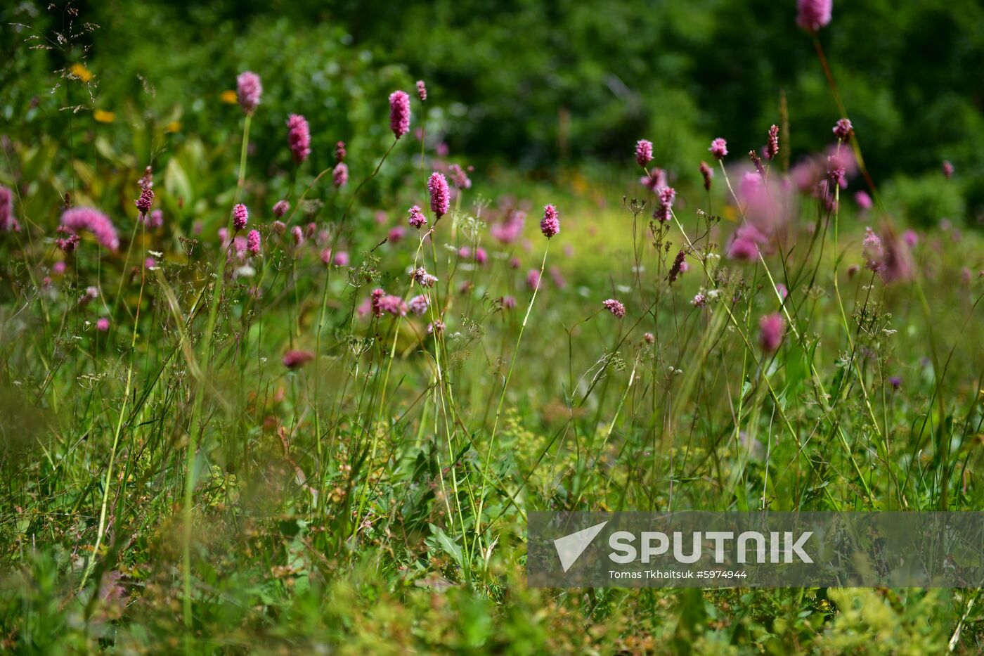 Abkhazia Ritsa Nature Park