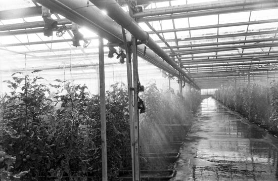 Moskovsky Agricultural Company