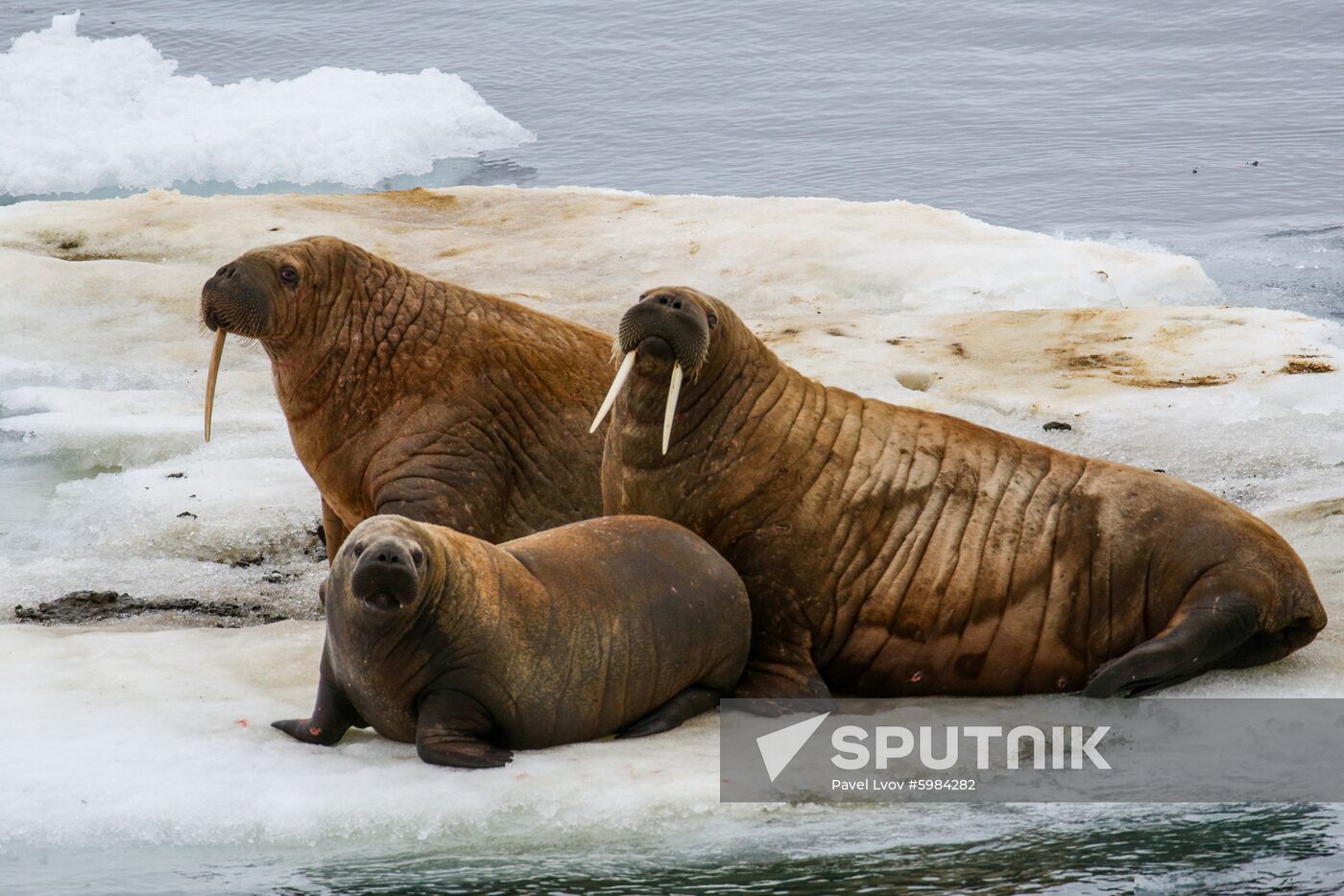 Russia Arctic