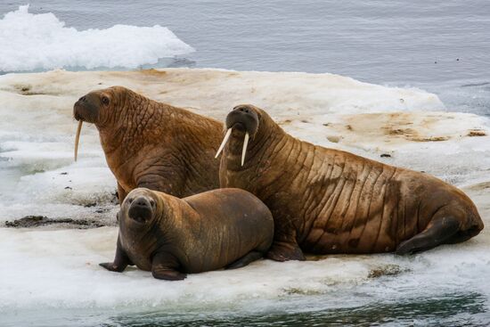 Russia Arctic