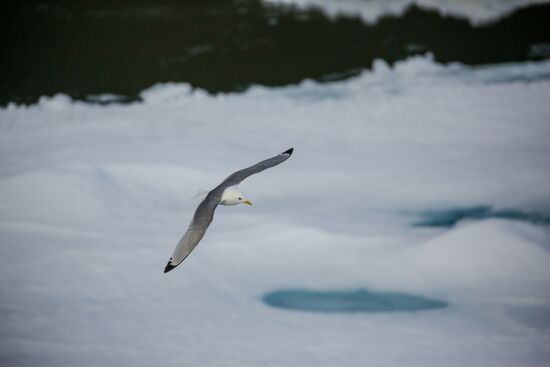 Russia Arctic