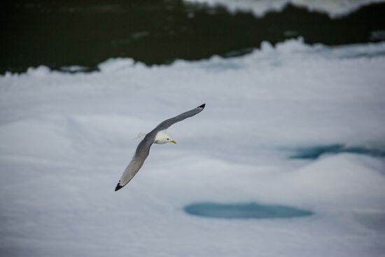Russia Arctic