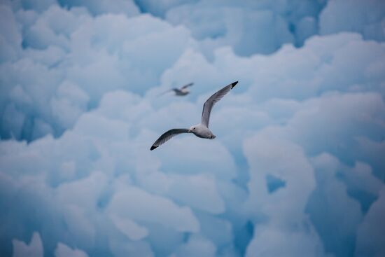 Russia Arctic