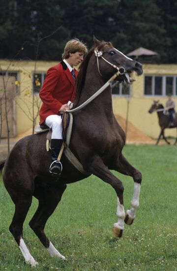 International auction of pedigree and sporting horses