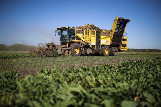 Russia Sugar Beet Harvest 