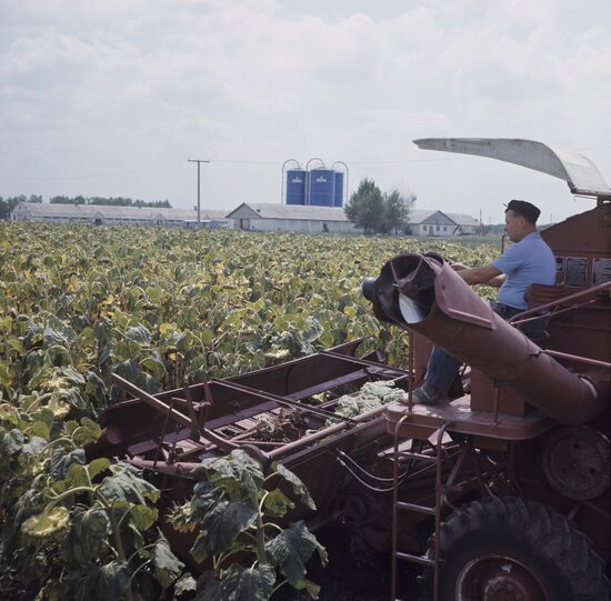 Harvesting sunflowers at experimental fields of Krasnodar Agricultural Research Institute