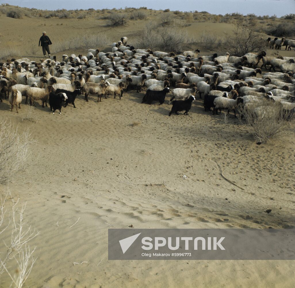 Sheepherder with flock of sheep