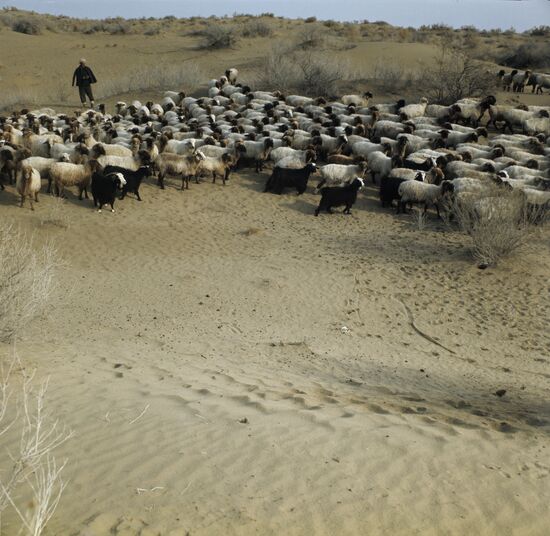 Sheepherder with flock of sheep