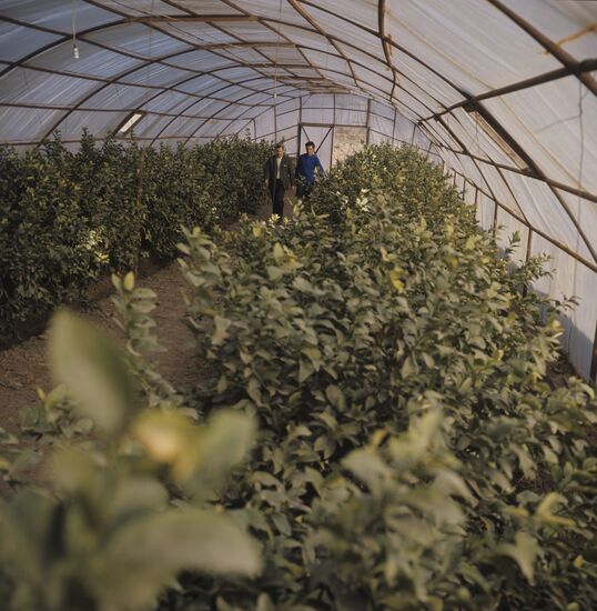 Vakhsh Zonal Subtropical Culture Experimental Station