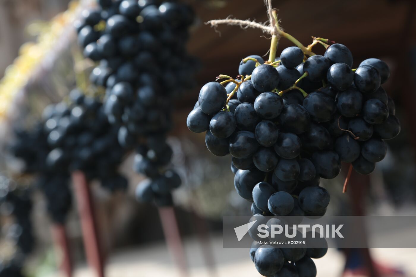 Russia Grape Festival