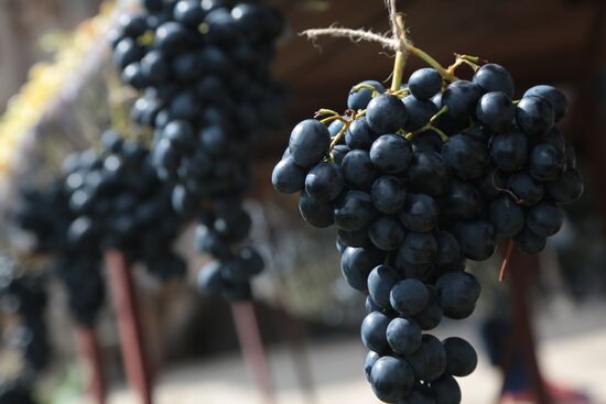 Russia Grape Festival