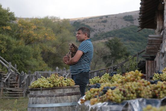 Russia Grape Festival