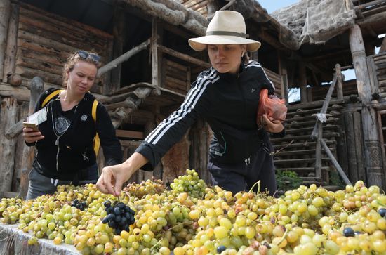 Russia Grape Festival