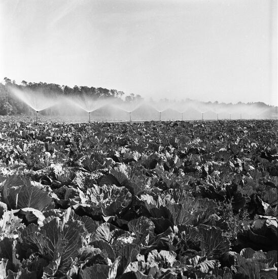Leninsky Put (Lenin's Way) collective farm in Kirov Region