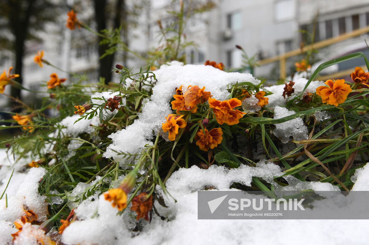 Russia Snowfall