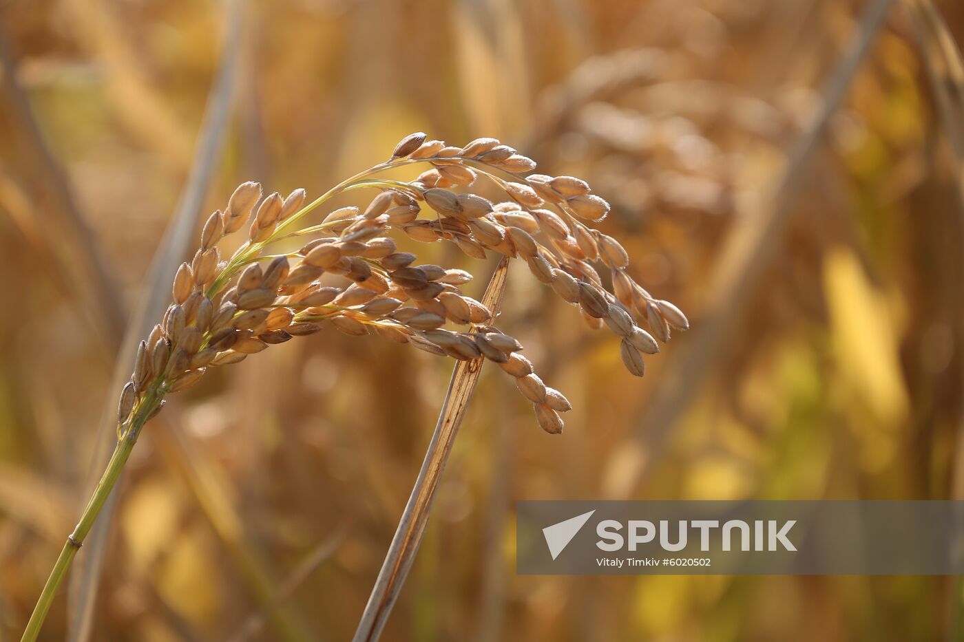 Russia Rice Harvest