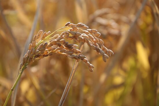 Russia Rice Harvest