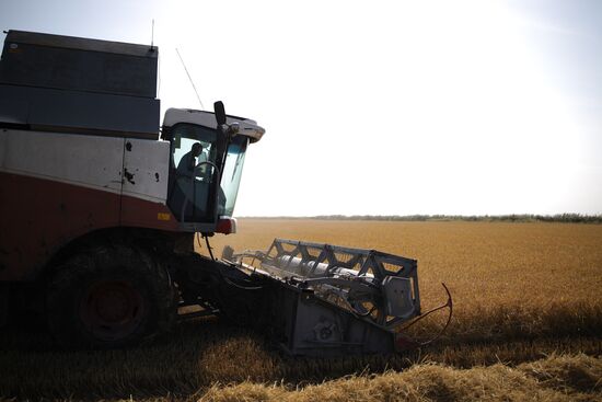 Russia Rice Harvest
