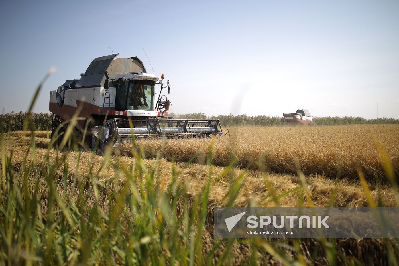 Russia Rice Harvest